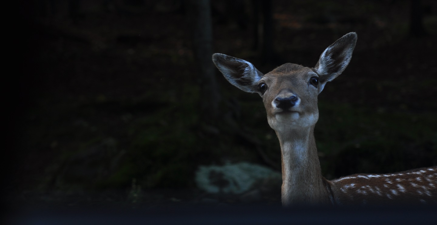 Unsplashed background img 1